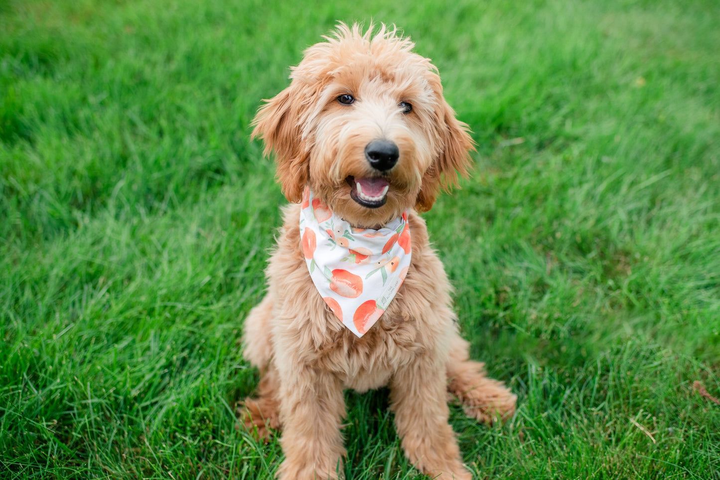 Peaches Dog Bandana