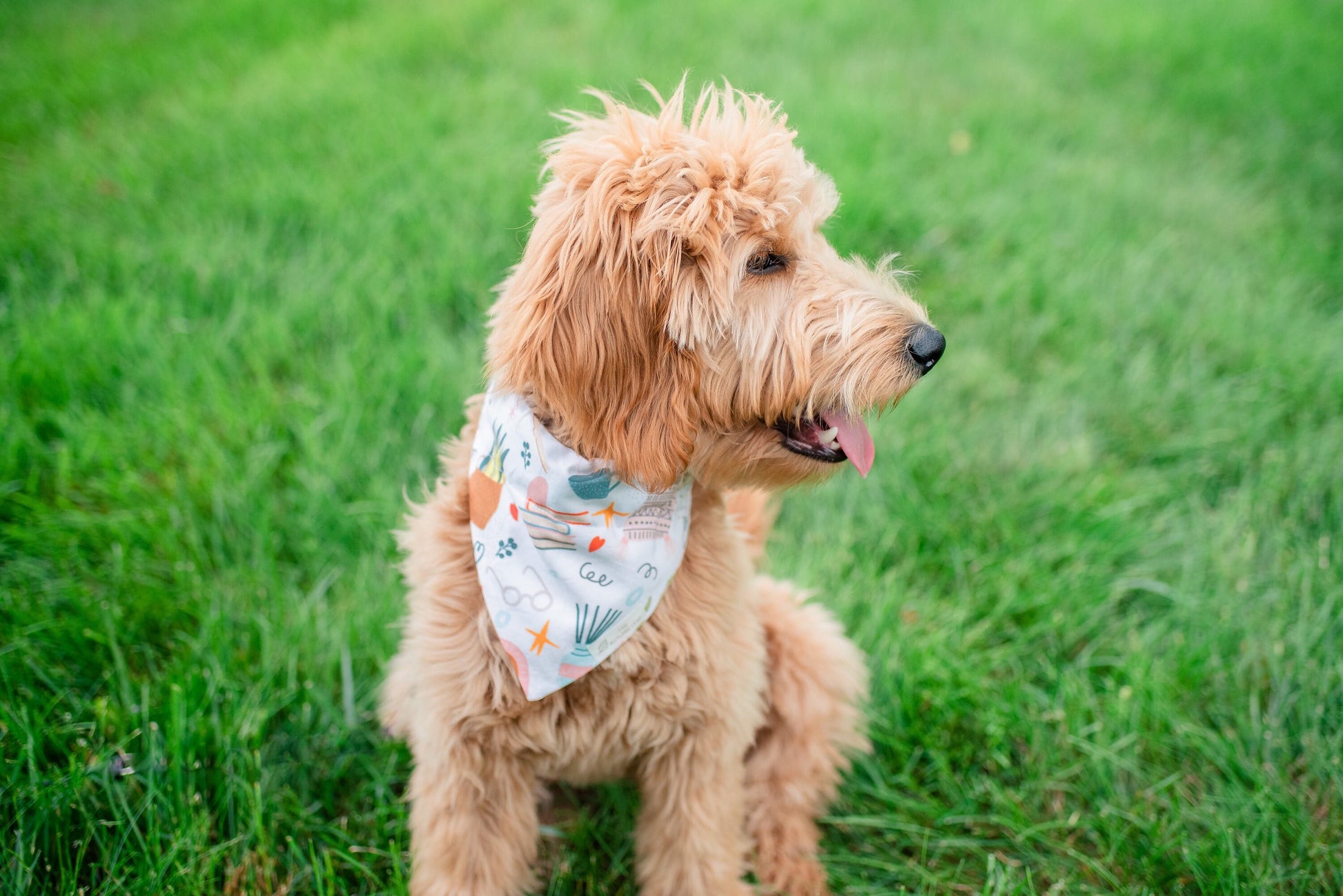 Books, Plants, Tea, and Reading Over The Collar Dog Bandana