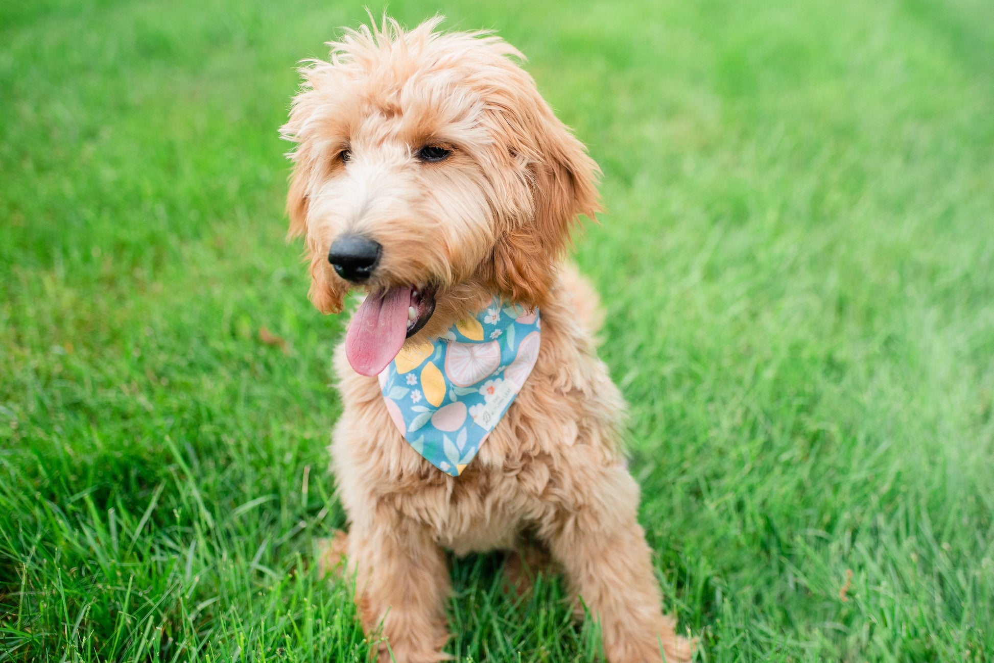 Summer Citrus Dog Bandana