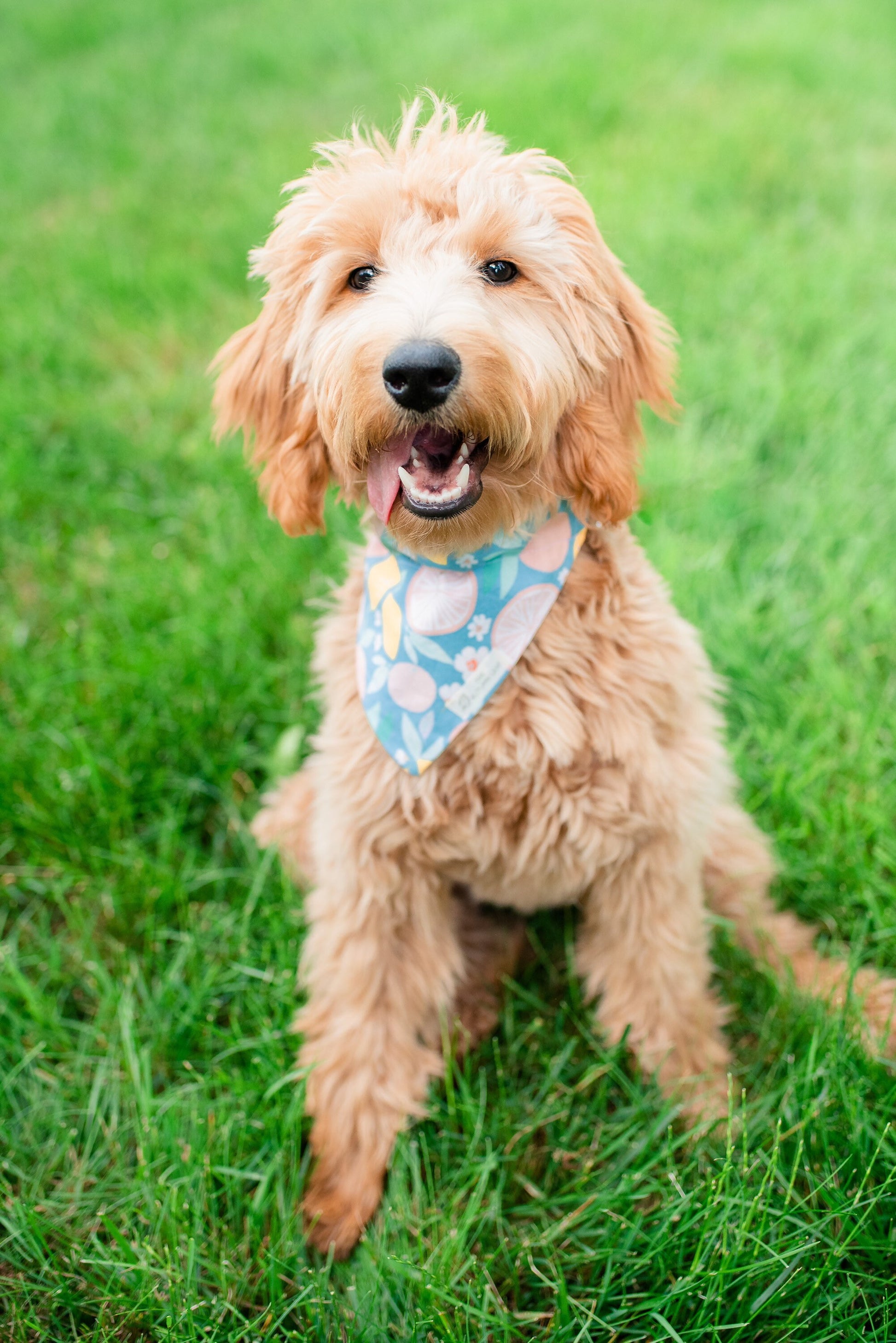 Summer Citrus Dog Bandana