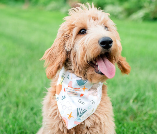 Books, Plants, Tea, and Reading Over The Collar Dog Bandana