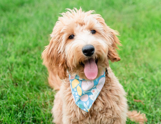 Summer Citrus Dog Bandana