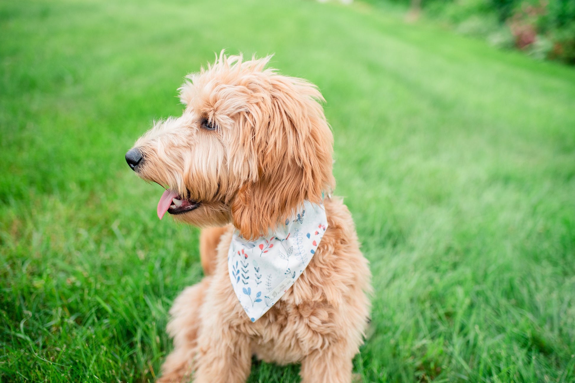 Bees & Flowers Dog Bandana