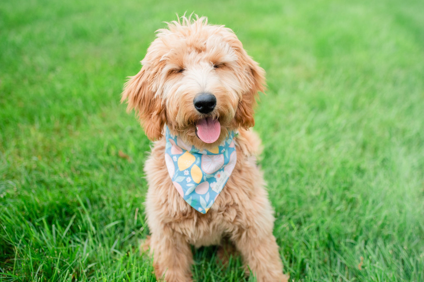 Summer Citrus Dog Bandana