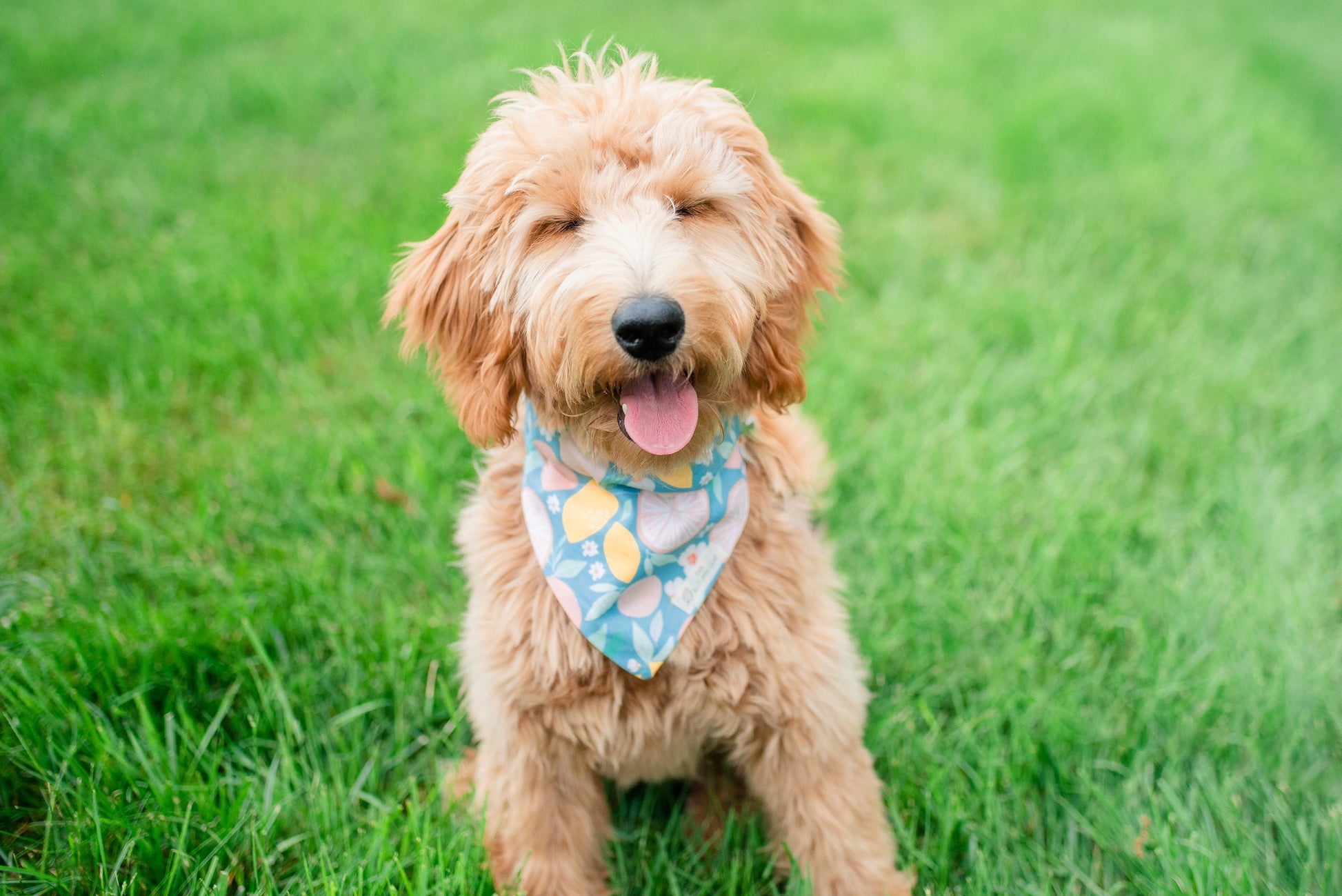 Summer Citrus Dog Bandana