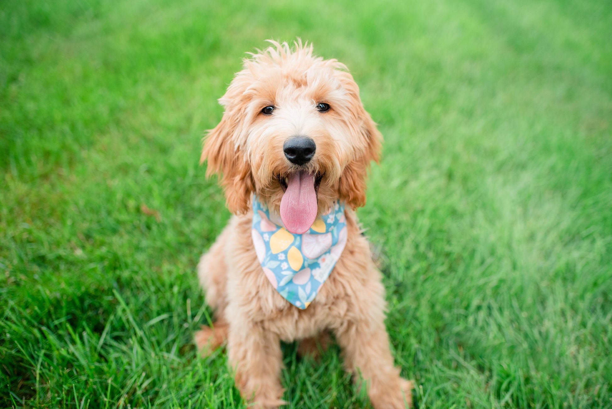 Summer Citrus Dog Bandana