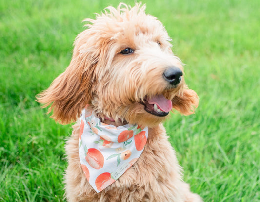 Peaches Dog Bandana