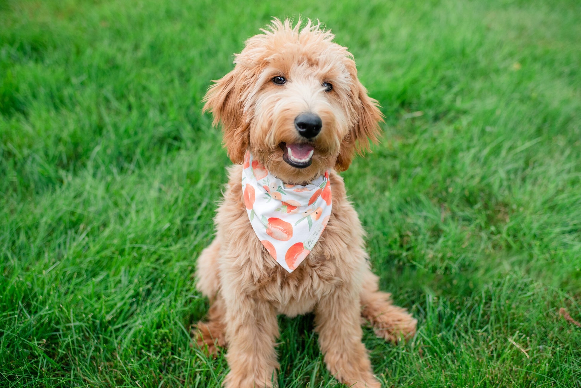 Peaches Dog Bandana