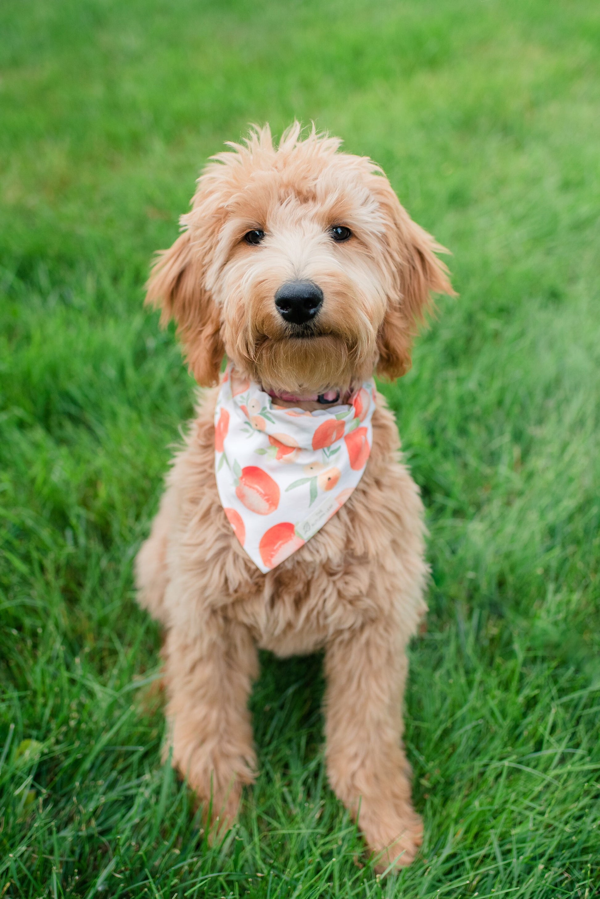 Peaches Dog Bandana